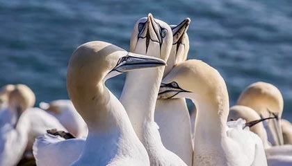 kaiyun官方入口登录-李娜建议职业选手关注心理建设问题，李娜对抗李娜体现的组织行为学知识点