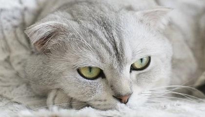 开云网页版-巴西2-0领先乌拉圭，世界杯预选赛取得关键胜利，1950年世界杯巴西vs乌拉圭