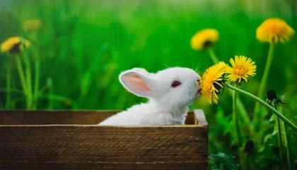 kaiyun官方入口登录-李娜建议职业选手关注心理建设问题，李娜对抗李娜体现的组织行为学知识点