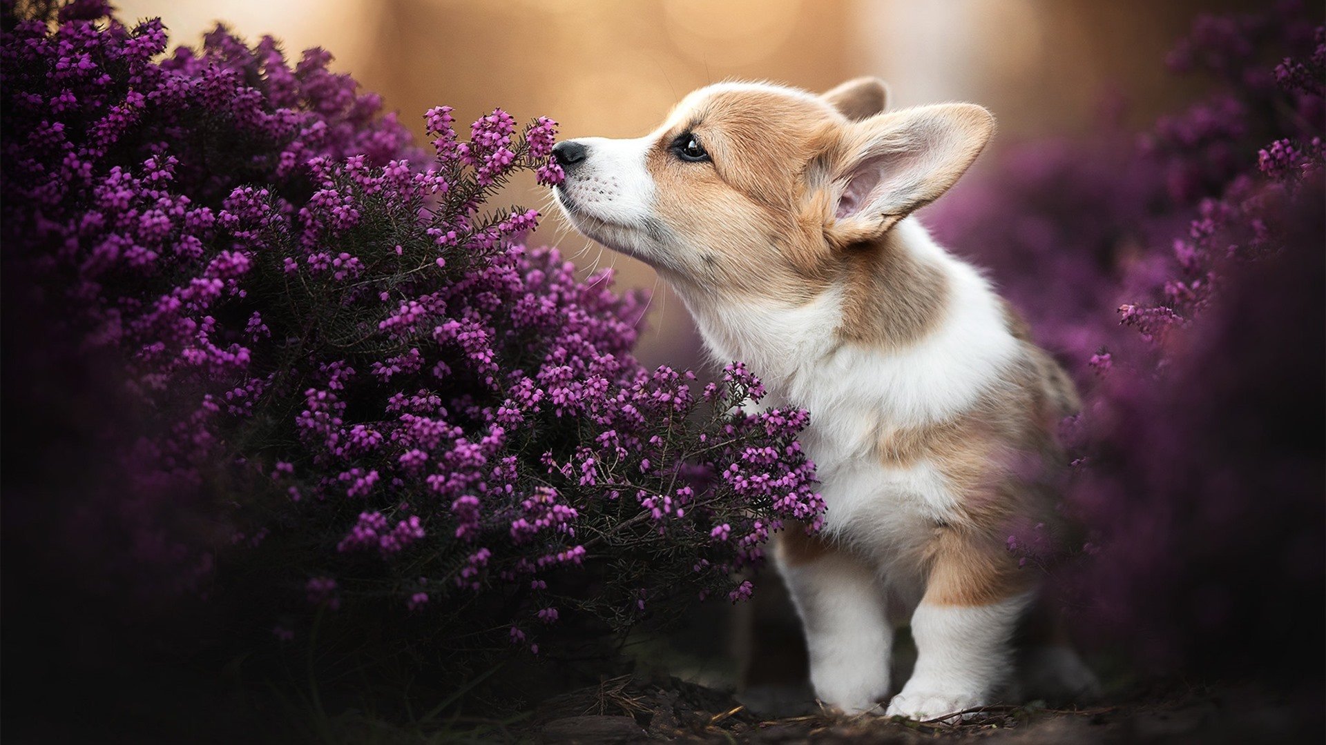 篮网调整防守轮换压制对方射手群，nba篮网防守