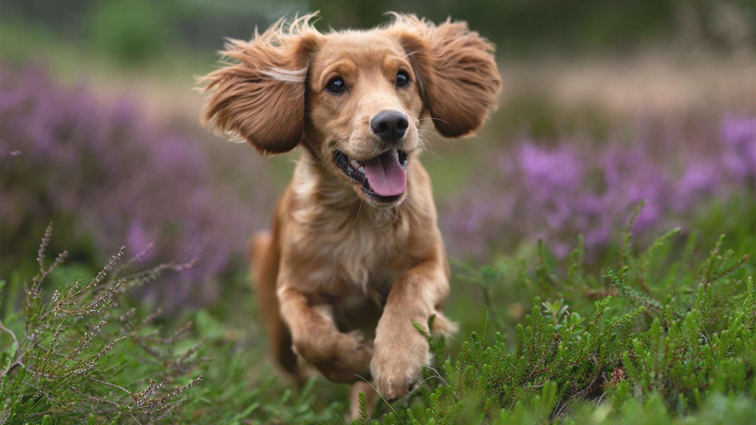 开云·体育官方网站入口-绿色可再生材料在足球器材中的应用不断扩大，绿色再生能源有限公司